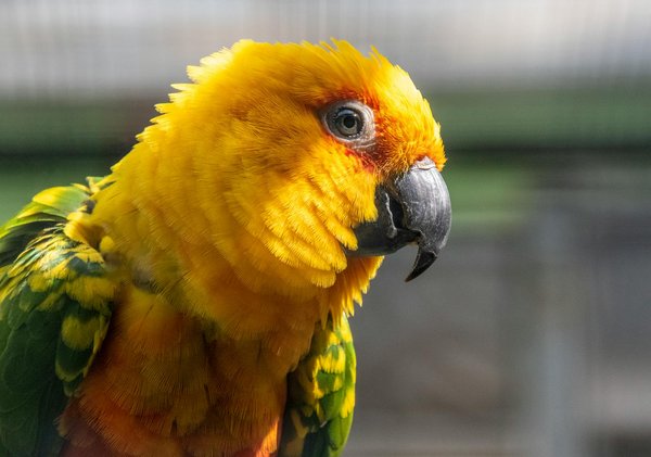 Top fontaines à eau pour chat à considérer en 2025