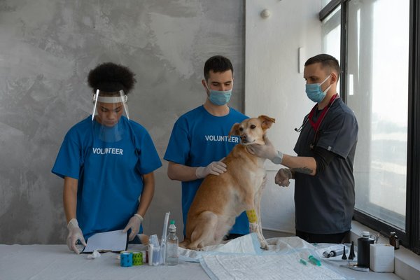 Visites vétérinaires et hygiène dentaire du chien : à quelle fréquence?