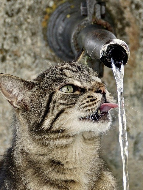 Quelle est la meilleure fontaine à eau pour chat en 2025 ?