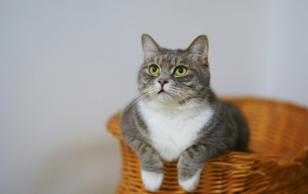 Croquettes sans céréales pour chats : top choix pour une alimentation saine