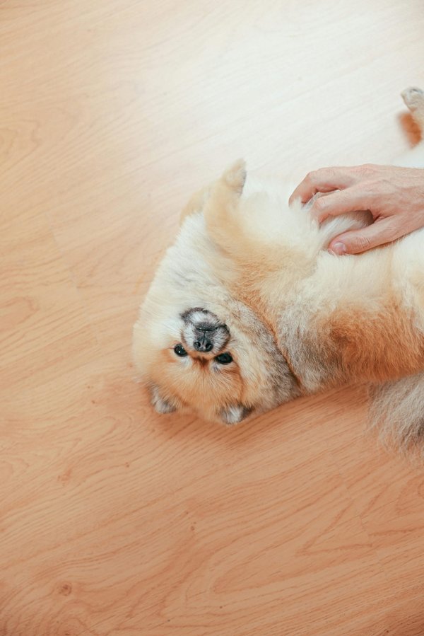 Ostéopathe animalier : des soins doux pour vos animaux